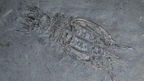 Fossil of shrimp.