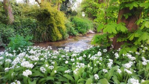 Image of wild garlic above a river at Coopers Meadow