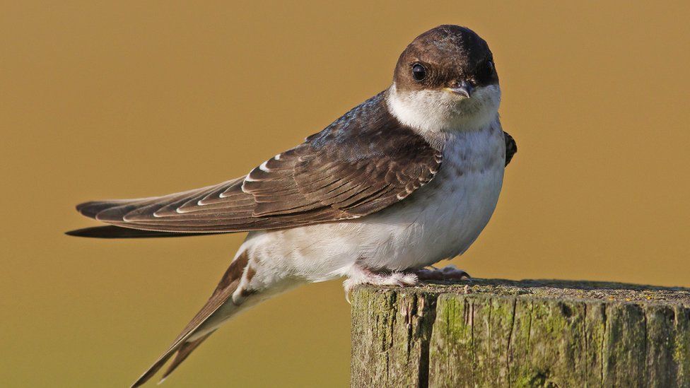 house martin sits on a fence post