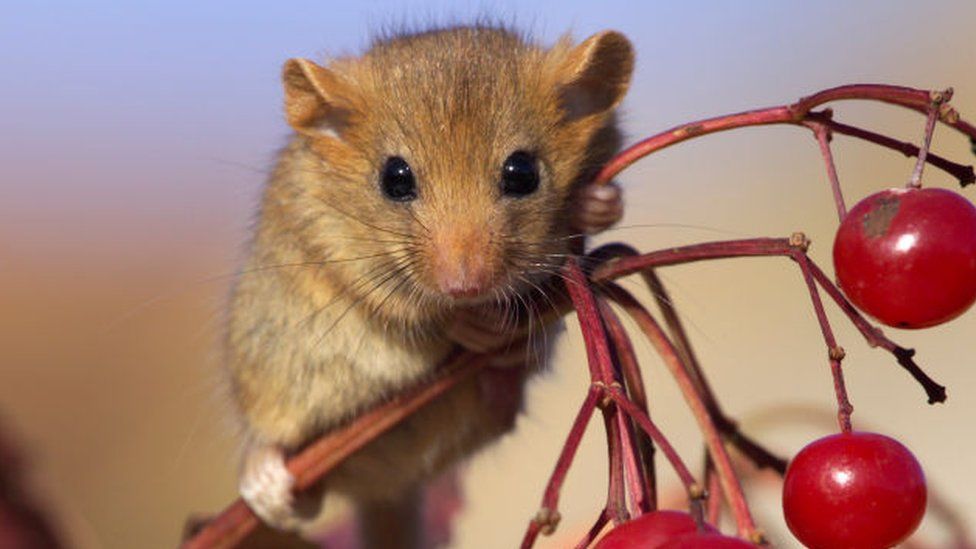 A cute hazel dormouse holding onto a plant and looking at the camera