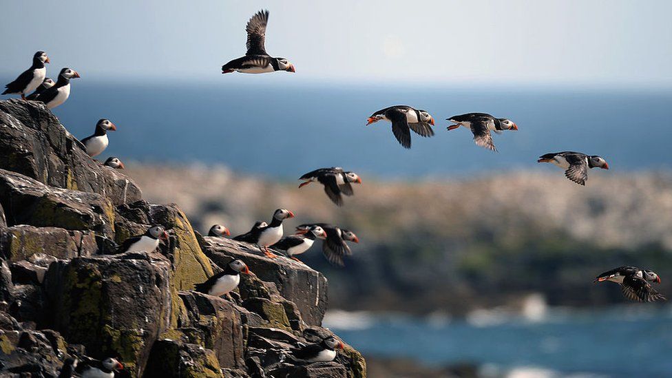 Puffins flying