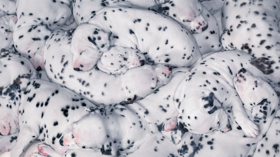 A litter of Dalmatian puppies curled up asleep