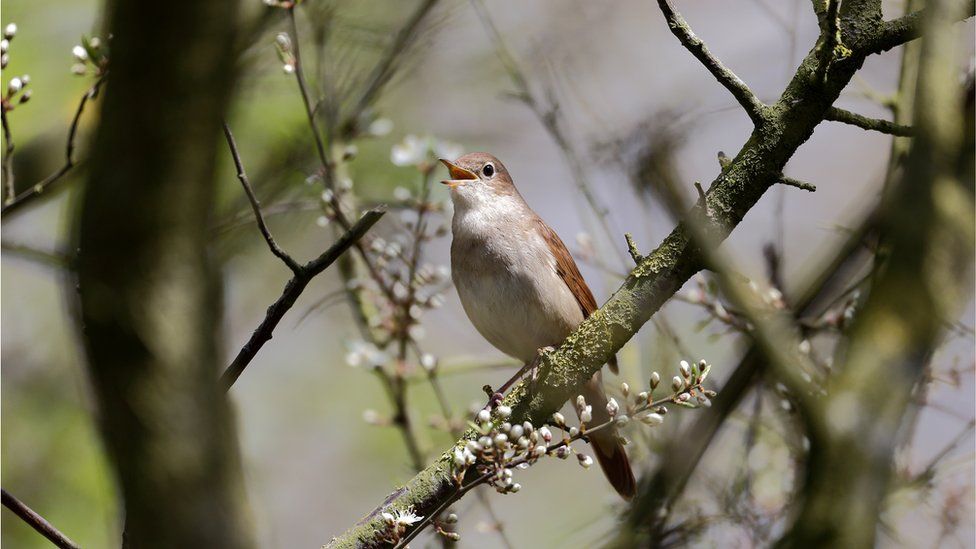 nightingale singing in a tree