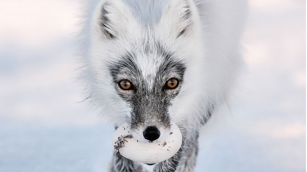 Arctic fox stealing a snow goose egg