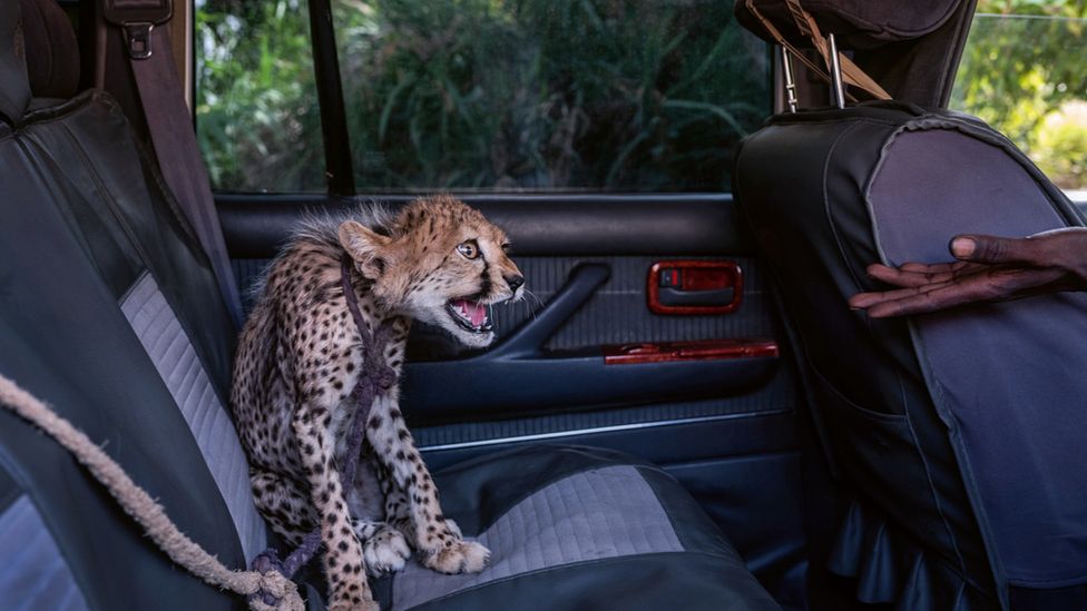 A small cheetah sits in a car seat hissing at an outstretched hand