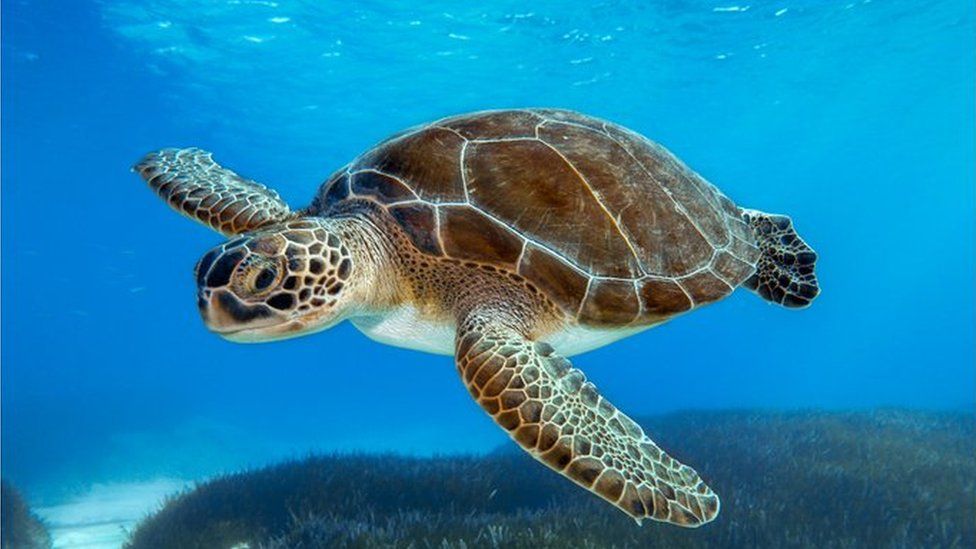 Sea turtle swimming in Cyprus