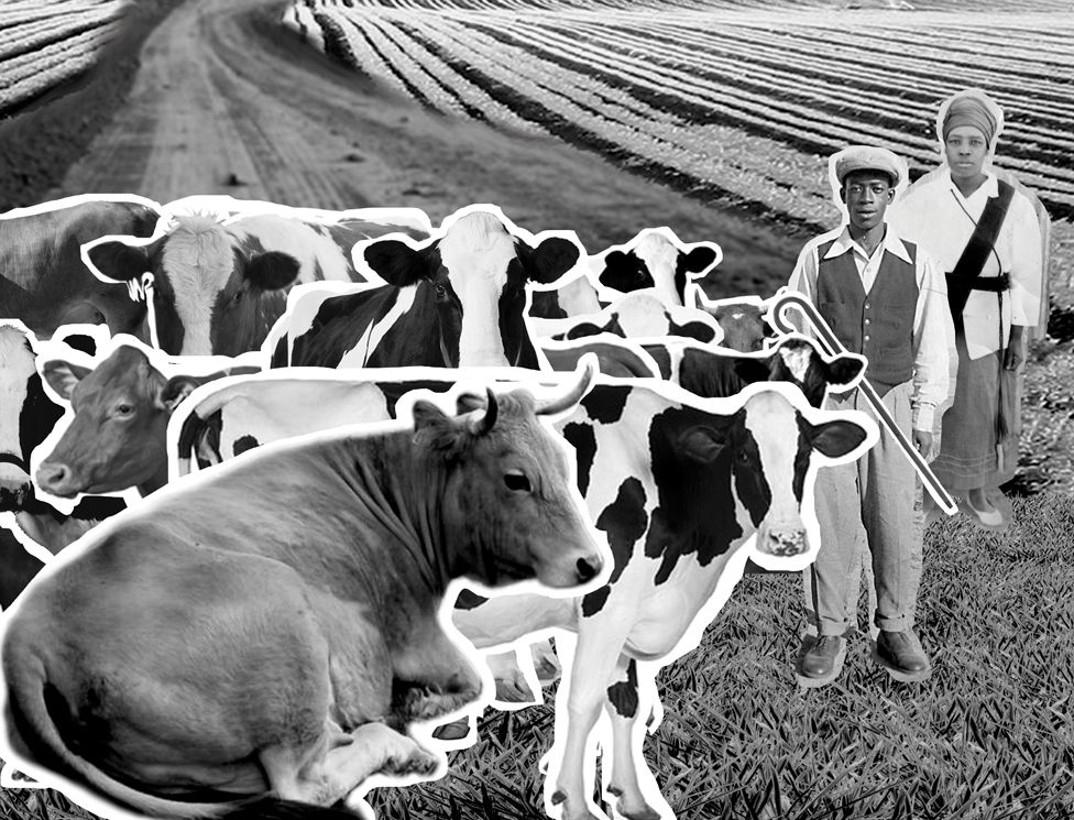 Black and white collage image with several cows, two men and three straw buildings in the distance on a field