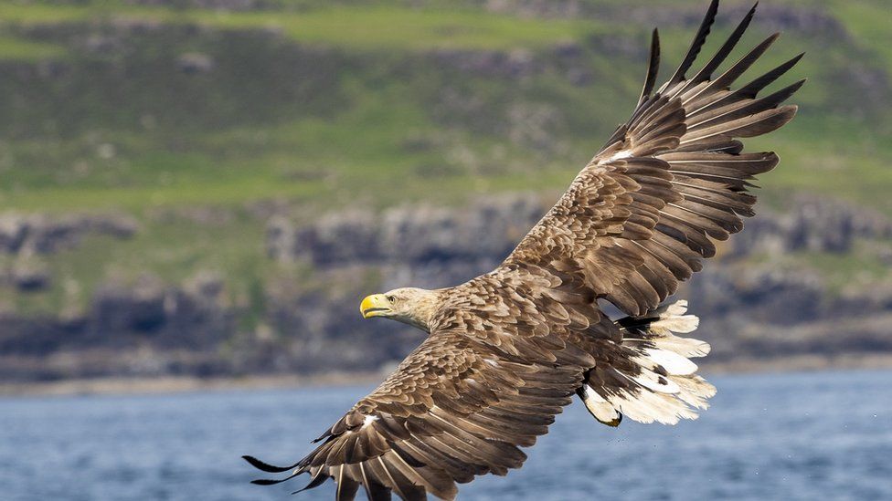 white tailed eagle flying off the coast of the isle of mull