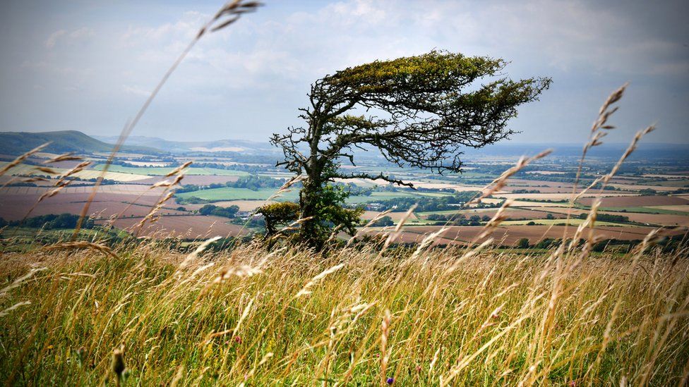 Tree blowing in the wind on a hill