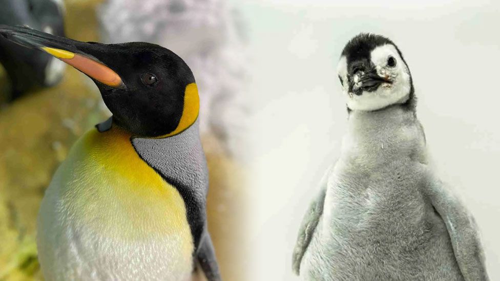 An image of two different penguins, a King Penguin with yellow fur, and a fluffy Emperor Penguin