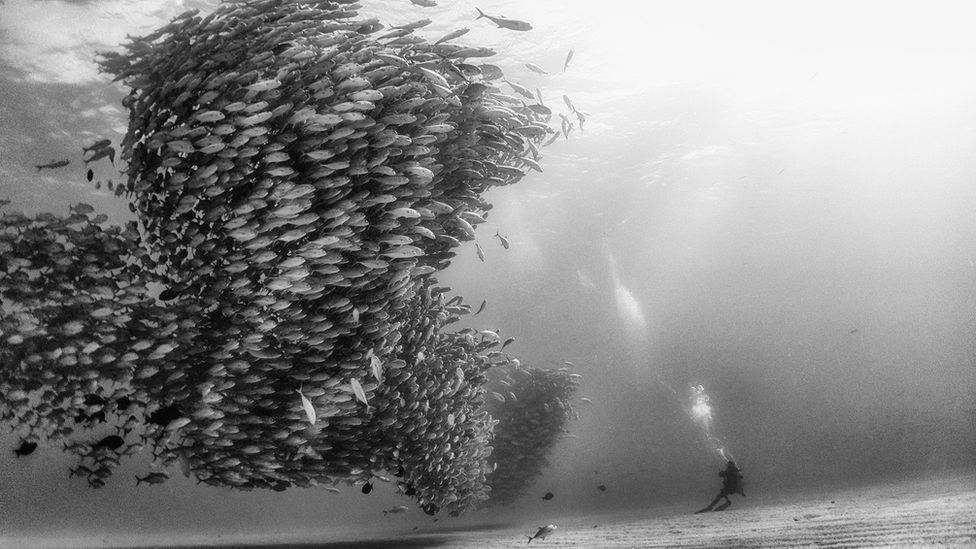 A diver photographing a huge school of fish underwater