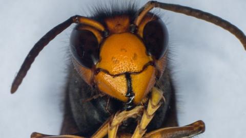 Asian hornet, up close