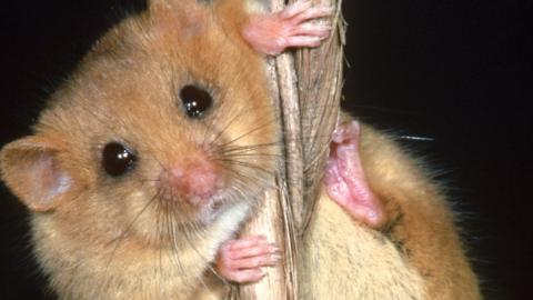 Dormouse on rope.