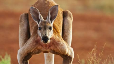 Red Kangaroo Adult Male.