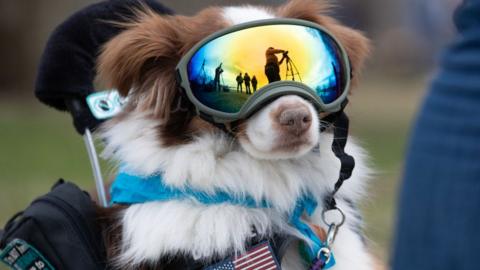 Dog with goggles watching the eclipse
