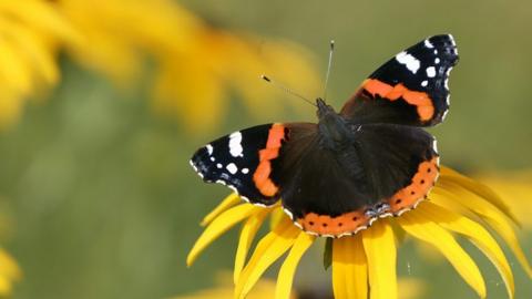Red admiral butterfly on yellow flower