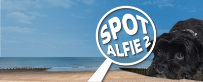 Text reads: "Find Alfie 2" - A small black dog looks upward whilst laying on a bright beach