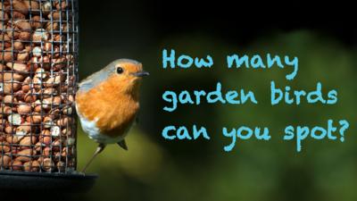 A robin on a bird feeder with text saying 'How many garden birds can you spot?'