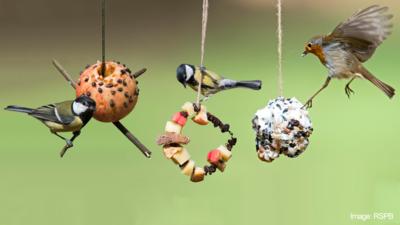Three bird feeders in a garden, made from an apple, a pine cone and a fruit hoop.