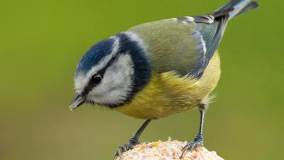 A blue tit on a fat ball against a green background.