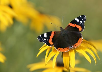 Red admiral butterfly on yellow flower