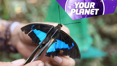 A butterfly and the Your Planet logo