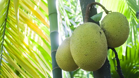 Jackfruit is the world's largest tree-borne fruit and mature trees produce 200 fruits each year