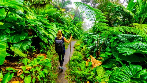 Woman hiking through giant elephant ear plants on Saba Island
