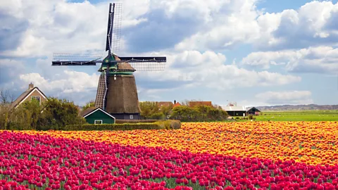 Tulip fields Holland