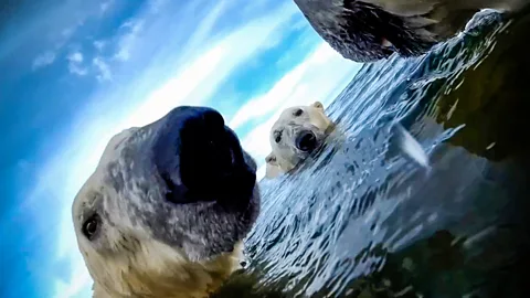 Video shows polar bears on land
