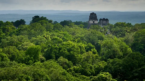 Stuart Birch/Getty Images The Maya relied on seasonal rainfall for their water supply, which they collected in reservoirs (Credit: Stuart Birch/Getty Images)