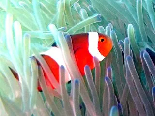 ウルっとクロスズメダイ幼魚！