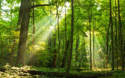 Light shines through Ohio forests.