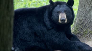 Un ours noir du zoo de Thoiry. Photo d'illustration