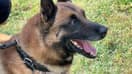 Le chien policier Luigi a pris sa retraite après huit années de service, une famille d'adoption est recherchée aux alentours de Toulon
