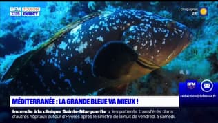 Des espèces rares et poissons en voie de disparition repérés en Méditerranée  
