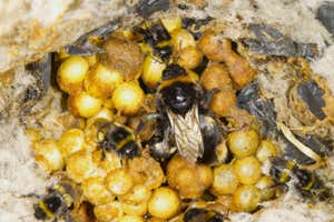 FGDCKA Buff-tailed Bumblebee (Bombus terrestris) adult female queen and workers, in nest, Powys, Wales, July