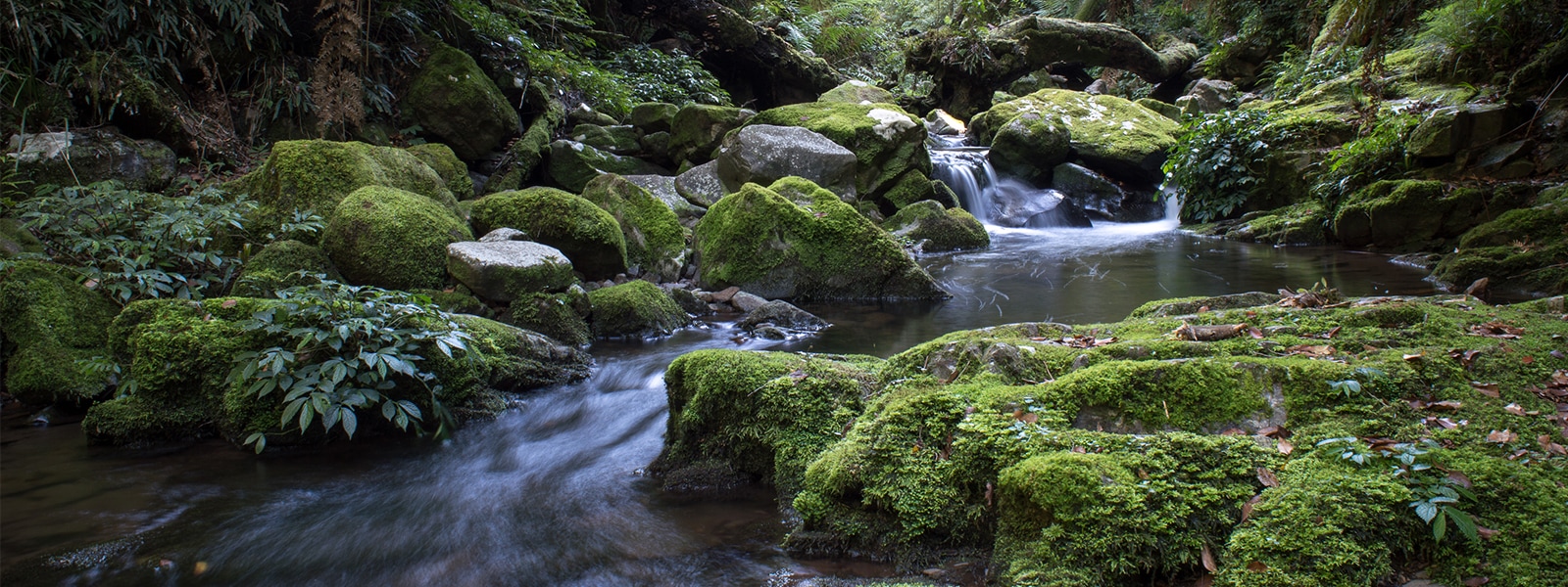 Scenic view of stream flowing through rocks in forest.