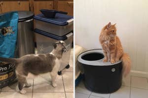 Left: cat standing next to food storage container on wheels. Right: cat standing on top-entry litter box