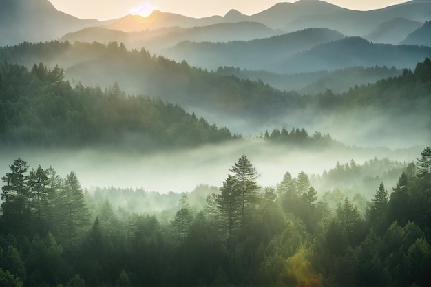 Photo scène de lever de soleil dans une forêt d'été un matin d'été avec brouillard paysage de nature et de forêt