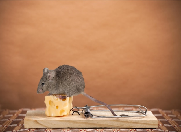 Photo piège à souris avec fromage et souris