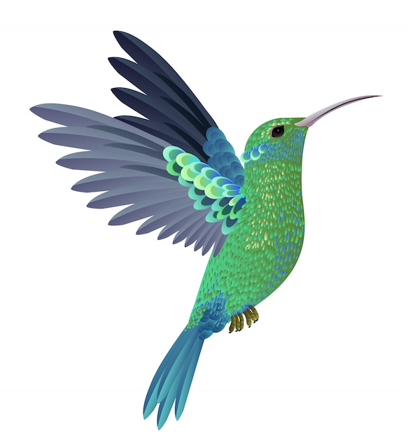 Vecteur gratuit beau colibri volant. élément de conception. pour les bannières, affiches, dépliants et brochures