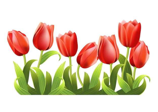 Vecteur gratuit plusieurs tulipes rouges en croissance réalistes.
