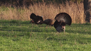 Wild Turkey Biology and Behavior thumbnail