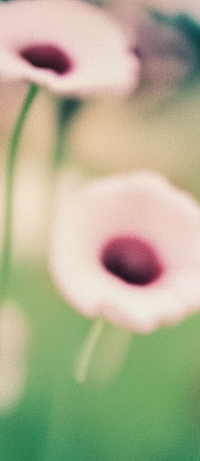 A soft-focus image of flowers in a field with the prompt "A soft-focus photo of flowers."