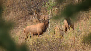 Utah Elk thumbnail