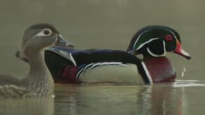The Conservation of the Wood Duck thumbnail