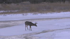 Nebraska Deer thumbnail