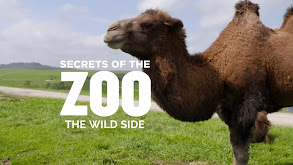 Secrets of the Zoo: The Wild Side thumbnail