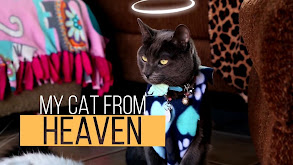 My Cat From Heaven thumbnail
